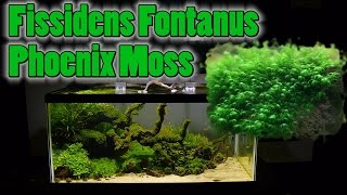 How To Grow Aquarium Moss amp Liverwort Fissidens Phoenix Moss part 2 [upl. by Theodor]