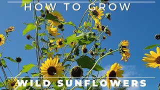 Wild Sunflower  Complete Grow and Care Guide [upl. by Eileek]