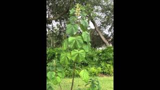 Paulownia tomentosa also known as the Empress Tree Princess Tree or Foxglove Tree [upl. by Nareht]