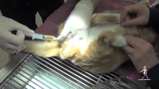 Feline Urethral Obstruction FUO  How to unblock a cat  VETgirl Veterinary CE Videos [upl. by Losyram]