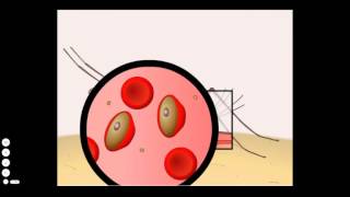 Malaria Life Cycle [upl. by Yrdnal]