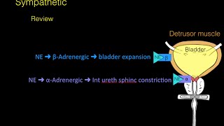 Urinary System Part 1 Crash Course Anatomy amp Physiology 38 [upl. by Eecyaj]