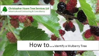 How to identify a Mulberry tree [upl. by Editha]