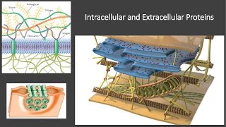 Intracellular and Extracellular Proteins [upl. by Stefano555]