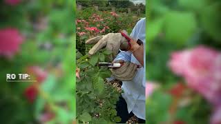 Deadheading Floribunda Roses [upl. by Keary]