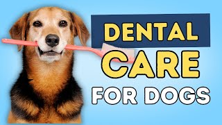 Dental Cleaning For Dogs At Home [upl. by Kreindler459]