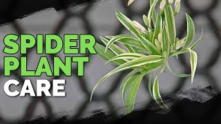 Spider Plant Care How To Grow Chlorophytum Comosum [upl. by Ratcliffe]