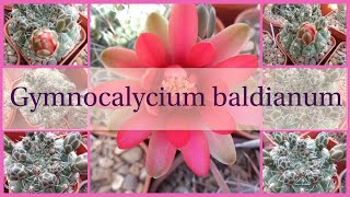 Gymnocalycium baldianum [upl. by Elletnuahc]