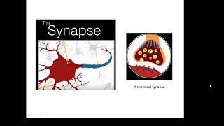 BTEC Applied Science Unit 1 Biology Synapses [upl. by Dotti180]