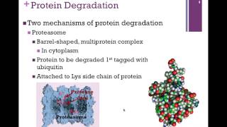 084Protein Degradation [upl. by Nelluc]