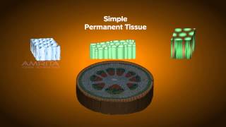 Plant Tissues  Class 9 Tutorial [upl. by Acinorej313]