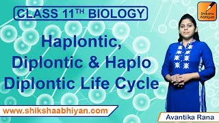 Haplontic Diplontic amp Haplo Diplontic Life Cycle  Plant Kingdom  CBSE Class 11 Biology [upl. by Akimit442]