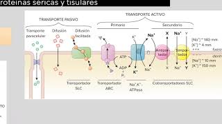 Farmacocinética  Farmacología básica Goodman and Gilman [upl. by Delija]