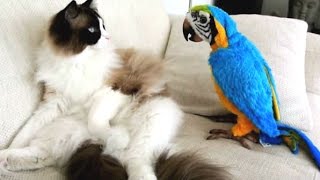 Funny Parrots Annoying Cats Compilation  NEW HD [upl. by Anitneuq928]