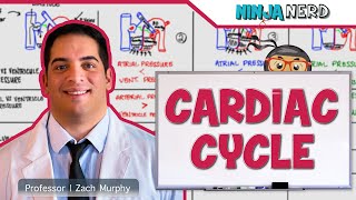 Cardiovascular  Cardiac Cycle [upl. by Gorey]