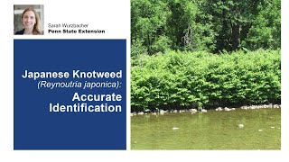 Japanese Knotweed Accurate Identification [upl. by Aihsram]