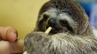 Dinner Time for Baby Sloth [upl. by Nickles]