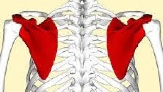 La scapula lomoplate [upl. by Eldwen]