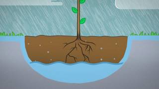 Planting A Bare Rooted Tree [upl. by Elfreda820]