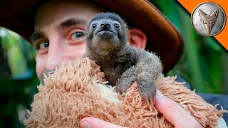 Cutest Baby Sloth EVER [upl. by Ferdy670]