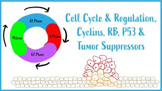 Cell Cycle amp Regulation Mitosis Cyclins RB P53 amp Tumor Suppressors USMLE Esssentials [upl. by Ayoras]