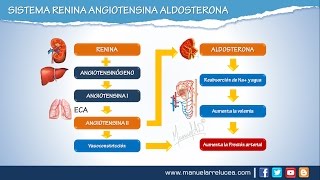 SISTEMA RENINA ANGIOTENSINA ALDOSTERONA  Morfofisiología [upl. by Japha]