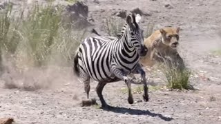 Lioness try to hunt Zebra but fails  Seen In Kruger Park quotSweni riverquot [upl. by Noj550]