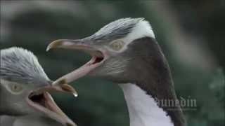 Yellow Eyed Penguin [upl. by Sirovaj]