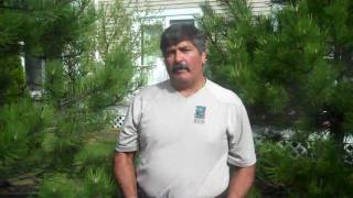 How to Fertilize Evergreen Trees [upl. by Naujal]