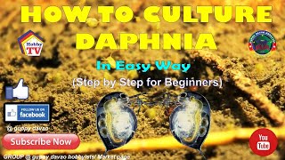 HOW TO CULTURE DAPHNIA In Easy Way [upl. by Anairotciv]