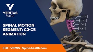 Spinal Motion Segment C2C5 Animation [upl. by Dicks843]