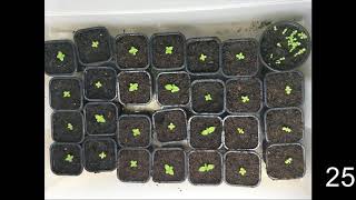 How to germinate Paulownia tree from seeds [upl. by Ecikram460]