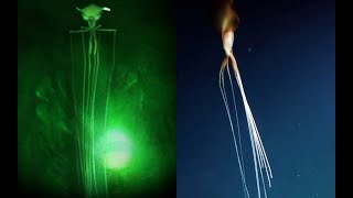 Magnapinna Squids  NEW HD Footage  Deepsea Oddities [upl. by Unam442]