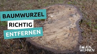 Gartentipp Baumwurzeln richtig entfernen  Stockfräsen Wurzeln entfernen ohne ausgraben [upl. by Rachael]