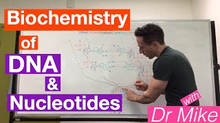 DNA and Nucleotides  Biochemistry [upl. by Gardiner]