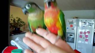 perruche conure Pyrrhura molinae [upl. by Retloc872]