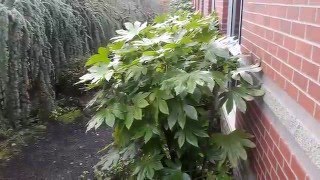 Japanese Aralia  Fatsia japonica [upl. by Hesky499]