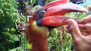 Rufous Hornbill perch outside for sunshine [upl. by Conchita]