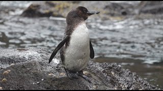 Meet the Galápagos Penguin  Lindblad ExpeditionsNational Geographic [upl. by Glassco277]