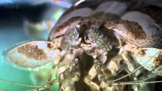 David Attenborough Origin of Life Conquest HD BBC Documentary Animals amp Nature 2 [upl. by Ariella]