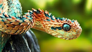 THE RAREST SNAKES In The World [upl. by Ainerol]