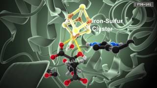 How Enzymes Work from PDB101 [upl. by Enerual698]