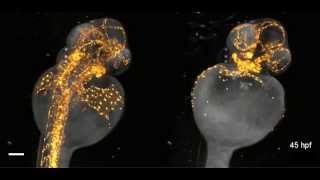 Beautiful imaging of zebrafish development [upl. by Yhtomit]