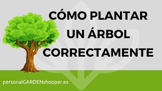 CÓMO PLANTAR UN ÁRBOL CORRECTAMENTE [upl. by Stila632]