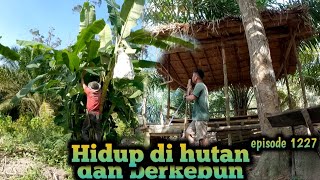 istirahat sejenak sebelum bekerja lebih keras lagi warta petani muda hidup di hutan [upl. by Dorella]