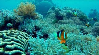 Best of Anilao Diving  Mabini  Batangas  Philippines GoPro HD [upl. by Arodnahs256]