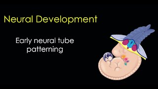 Nervous System Development Part 2 Neural Tube Patterning [upl. by Ebocaj]