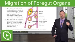 Foregut Organs Omentum amp Mesenteries – Embryology  Lecturio [upl. by Aynav]