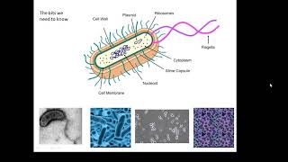 BTEC Applied Science Unit 1 Biology Prokaryotes [upl. by Lester]