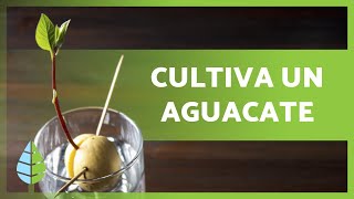 Cómo GERMINAR un AGUACATE 🥑  Cuidados Básicos 🌱 [upl. by Lavern]